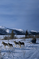 Yukon. Entre rve et nature de Jacques Ducoin